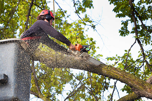 Trusted North Key Largo, FL  Tree Services Experts